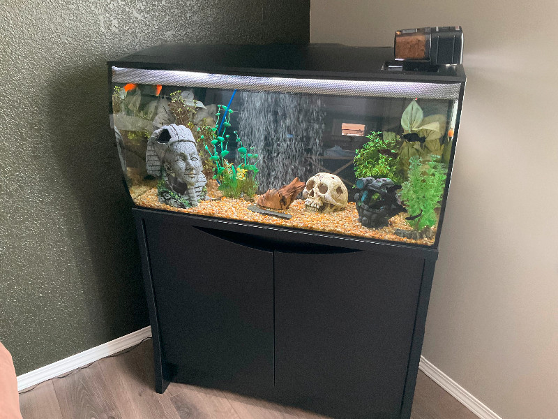 40 Gallon Fluval Flex Fish Tank Fish for Rehoming Winnipeg Kijiji