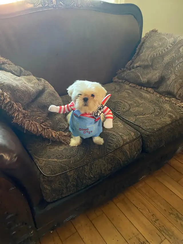 Shih tzu puppies  expected on February 5 in Dogs & Puppies for Rehoming in Norfolk County - Image 5