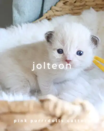 tica ragdoll kittens, View more