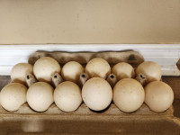 Muscovy Duck Eggs