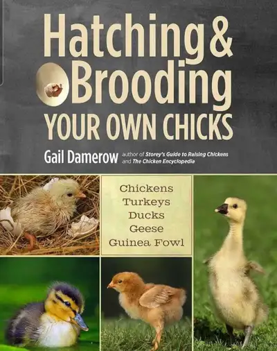 chicken books, View more