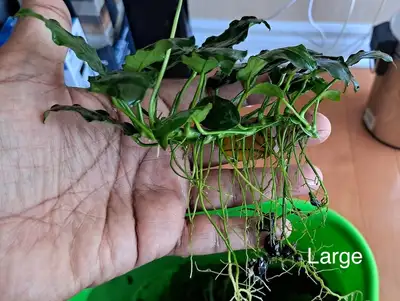 Anubais nana One Large approx. 20 leaves - amount of leaves may vary. $ 20 Extra Large one. $30 last...