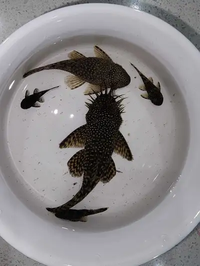 black bristlenose plecos , View more