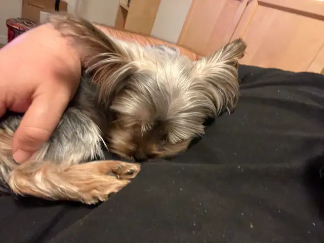 Yorkshire puppy - 6 months, Champion bloodline, peepad trained in Dogs & Puppies for Rehoming in Ottawa - Image 5