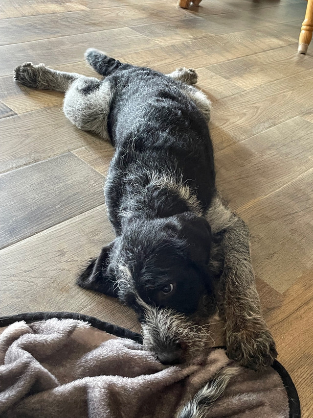 Coonoodle Puppies (poodle x bluetick coonhound) Dogs & Puppies for