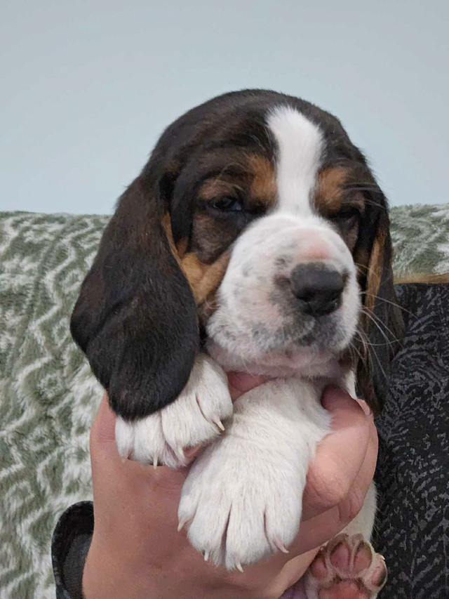 Basset hound X Beagle puppies in Dogs & Puppies for Rehoming in Richmond