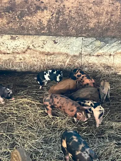 Heritage Piglets For Sale, View more
