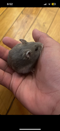 Baby to adolescent hamsters 20$!!!