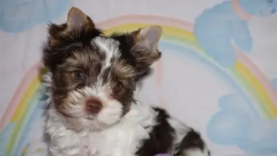 Adorable Yorkshire Terrier (Yorkie) Puppies, Ready and happy!, View more