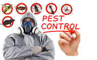 NH PEST CONTROL BED BUG  MICE   START 100$     647-609-8202