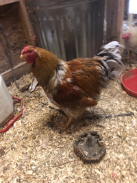 Blue laced red Wyandotte rooster