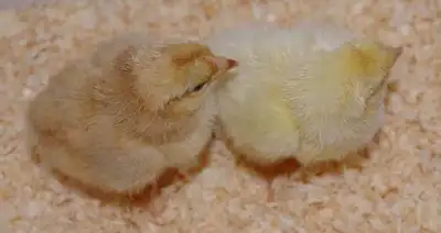 sussex cross female chicks for sale, View more