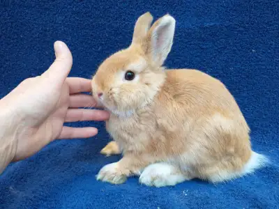 EXQUIS! Lapin nain néerlandais, tête de lion, bélier hollandais, View more