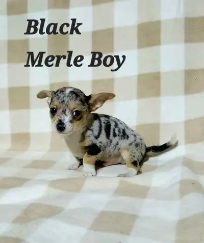 Chihuahua Puppies! Various colors, View more