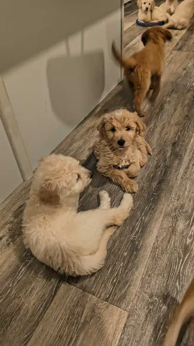 Golden Doodle Puppies, View more