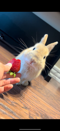 Rabbit ready for adoption 