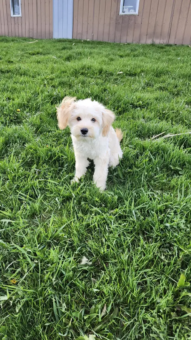 Miniature American Eskimo/Poodle in Dogs & Puppies for Rehoming in Kitchener / Waterloo - Image 3