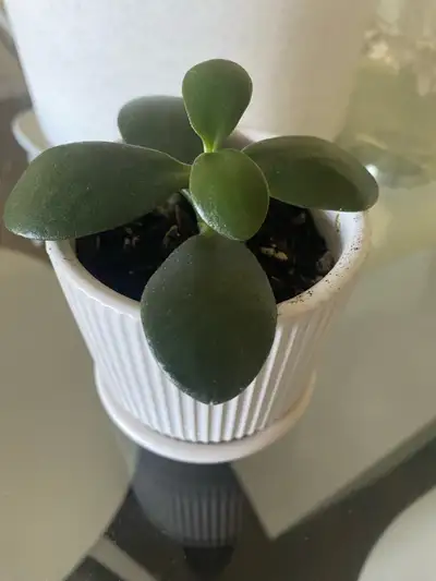This adorable jade plant, nestled in a charming white pot, brings a touch of greenery to any space!...