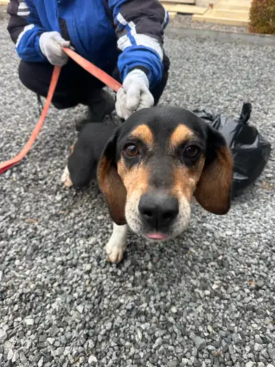 hunting dogs for sale , View more