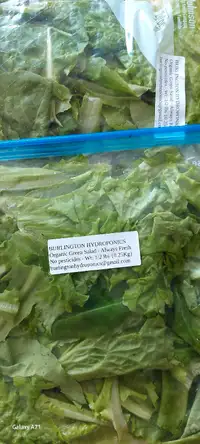 Selling hydroponic lettuce salad. No soil, no pesticide.