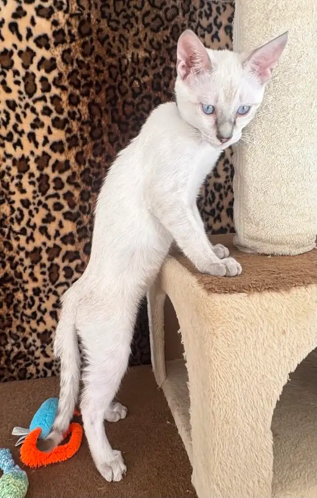 Chaton Savannah F5 snow (c. noir) in Cats & Kittens for Rehoming in Québec City - Image 8
