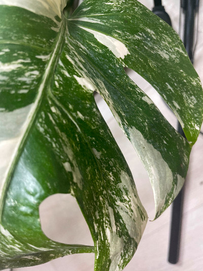 Highly variegated monstera Albo