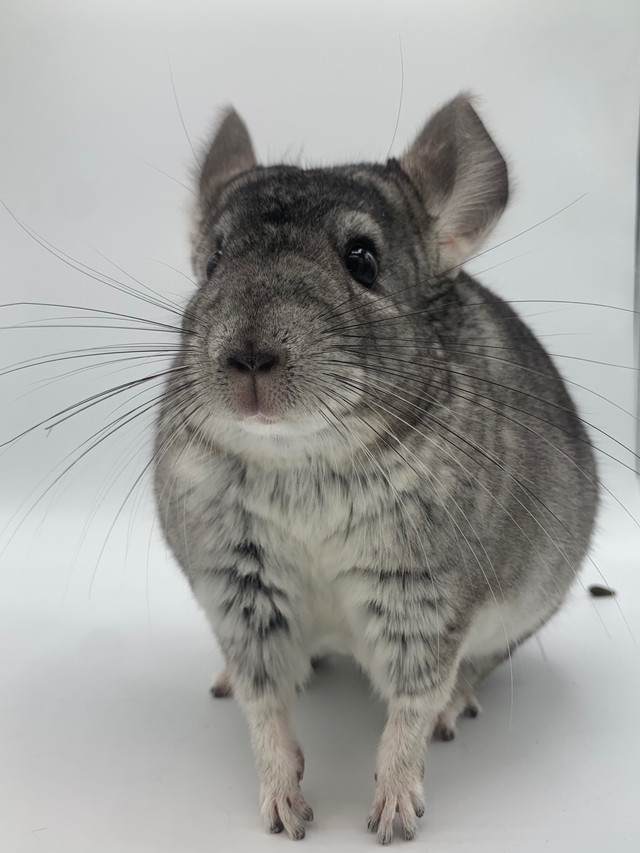 Grey Chinchilla Young Male in Small Animals for Rehoming in Belleville