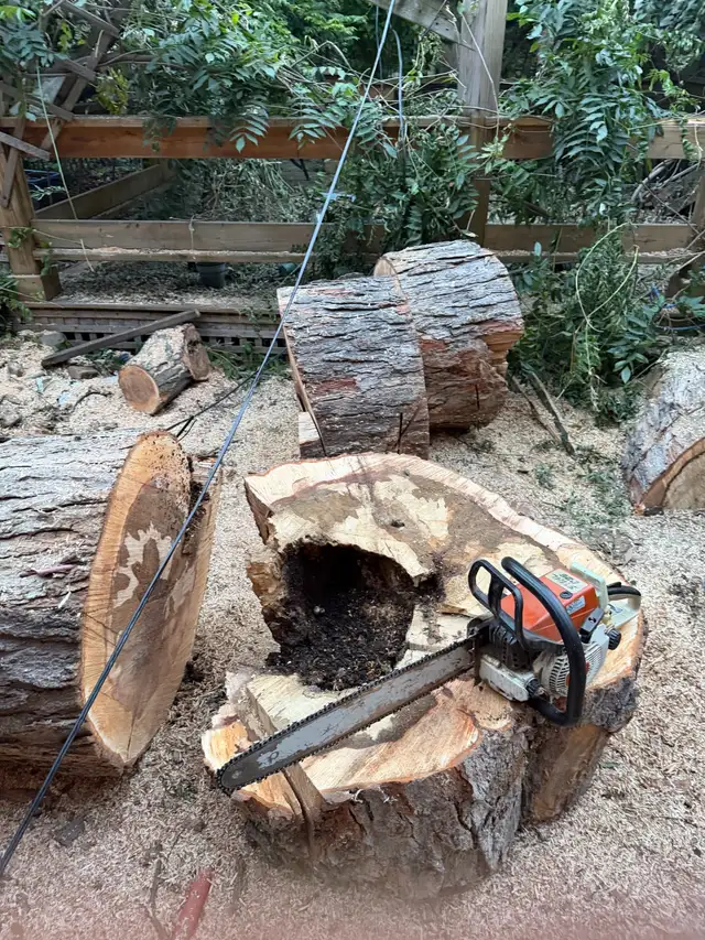 Tree removal and Pruning  in Lawn, Tree Maintenance & Eavestrough in City of Toronto - Image 5