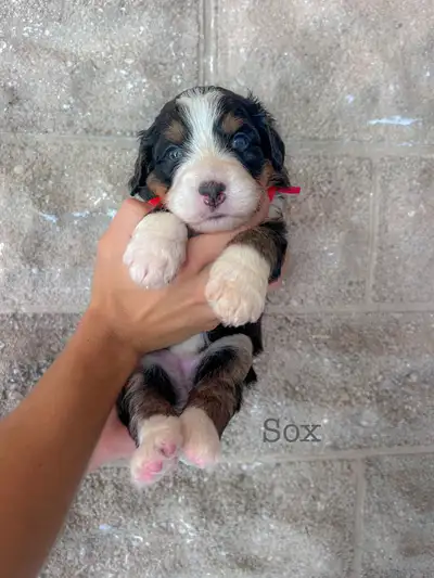 Bernedoodles, View more
