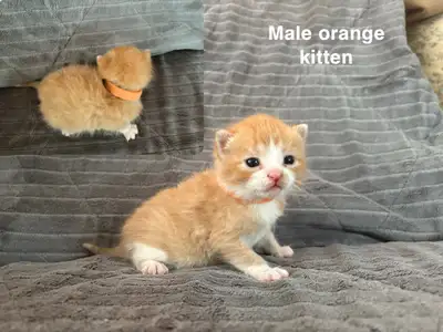 Kittens., View more
