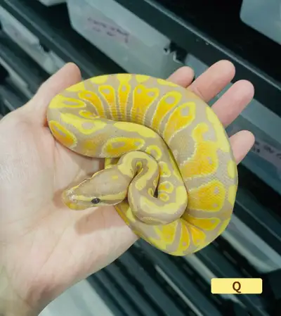 Some high quality ball python available Q: Banana Cypress het clown G: Banana Cinnamon het clown F:...