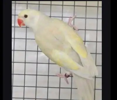 mutation ringnecks available , View more