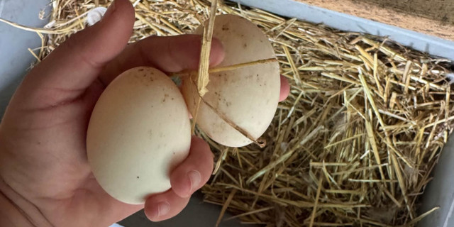 fertile duck eggs  in Livestock in Sudbury