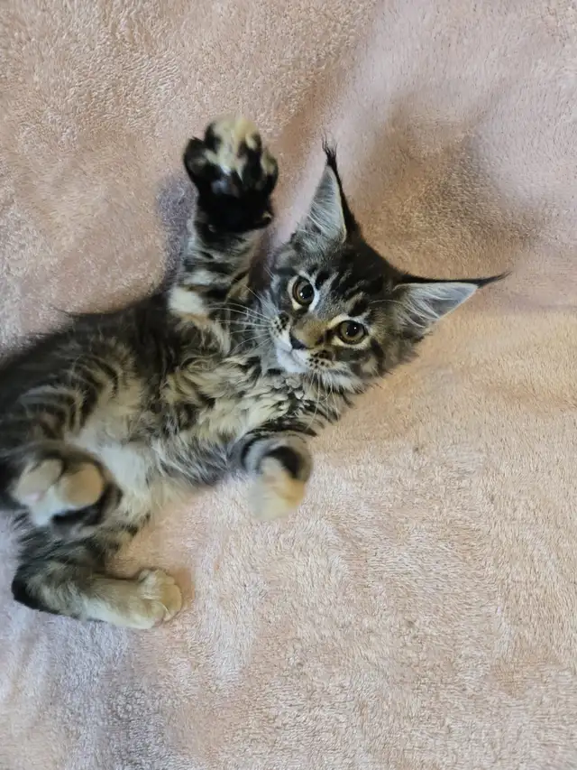 MAINE COON KITCHENS in Cats & Kittens for Rehoming in City of Montréal - Image 7