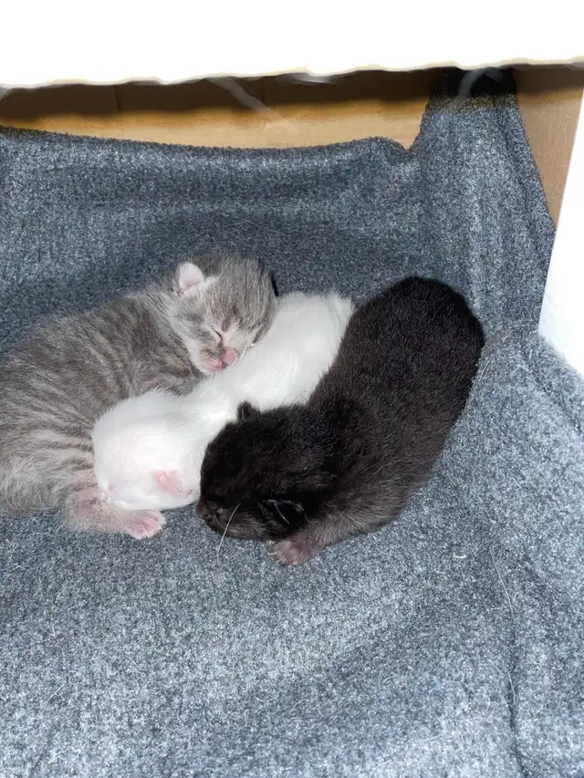 Chatons Européens noir in Cats & Kittens for Rehoming in Lévis - Image 4
