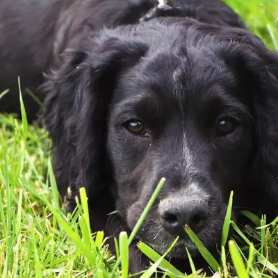 CKC English Cocker Spaniel, View more