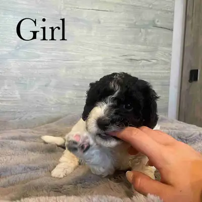 Labradoodle Puppies, View more