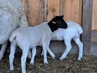 Dorper Lambs, View more