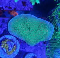 Christmas montipora - saltwater coral frag 