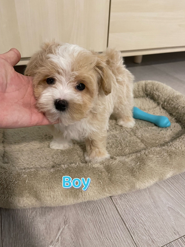 toy size maltipoo puppy in Dogs & Puppies for Rehoming in Richmond - Image 2