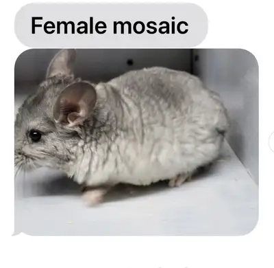  sweet Chinchillas , View more