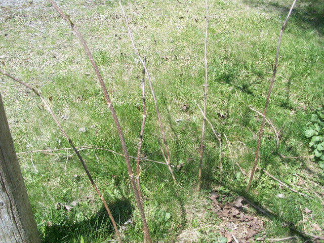 WILD ELDERBERRY OFFSHOOTS (Sambucus canadensis) in Plants, Fertilizer & Soil in Oshawa / Durham Region - Image 3