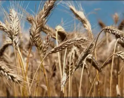 Grain Rolling business , View more