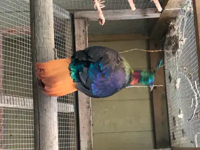 Impeyan Pheasant Pair, View more