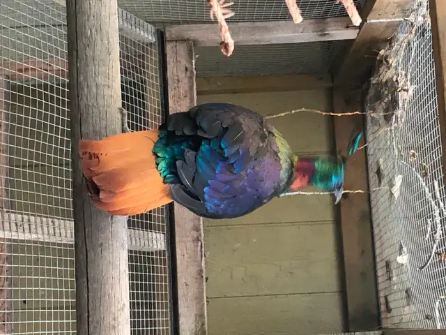 Impeyan Pheasant Pair in Livestock in Calgary - Image 2