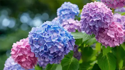 Nanny For Baby Girl and Housekeeper - GEORGETOWN, View more