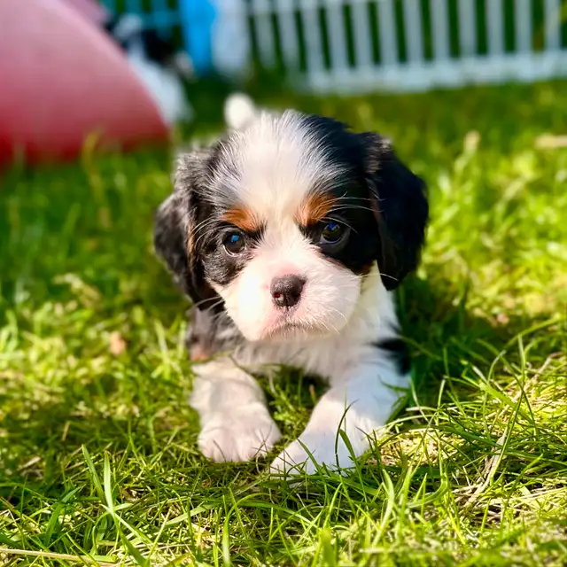 CKC Reg’d fully health tested Cavalier puppy in Dogs & Puppies for Rehoming in St. Albert - Image 6