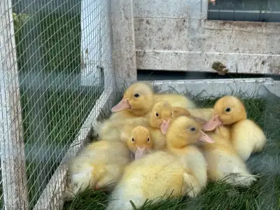 call ducklings , View more