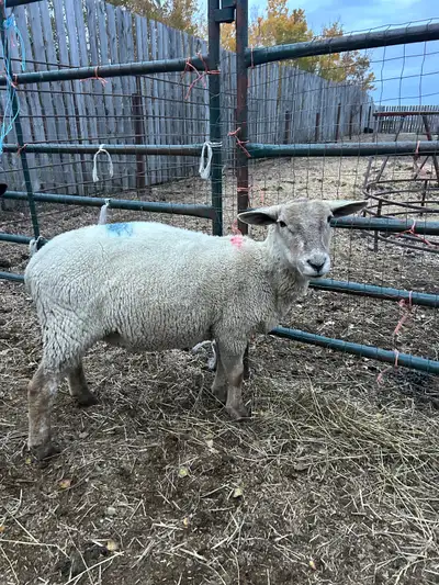 2 Yearling Ewes, View more