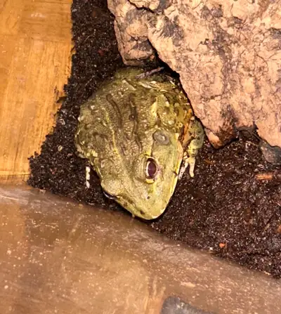 AFRICAN PYXIE BULLFROG, View more